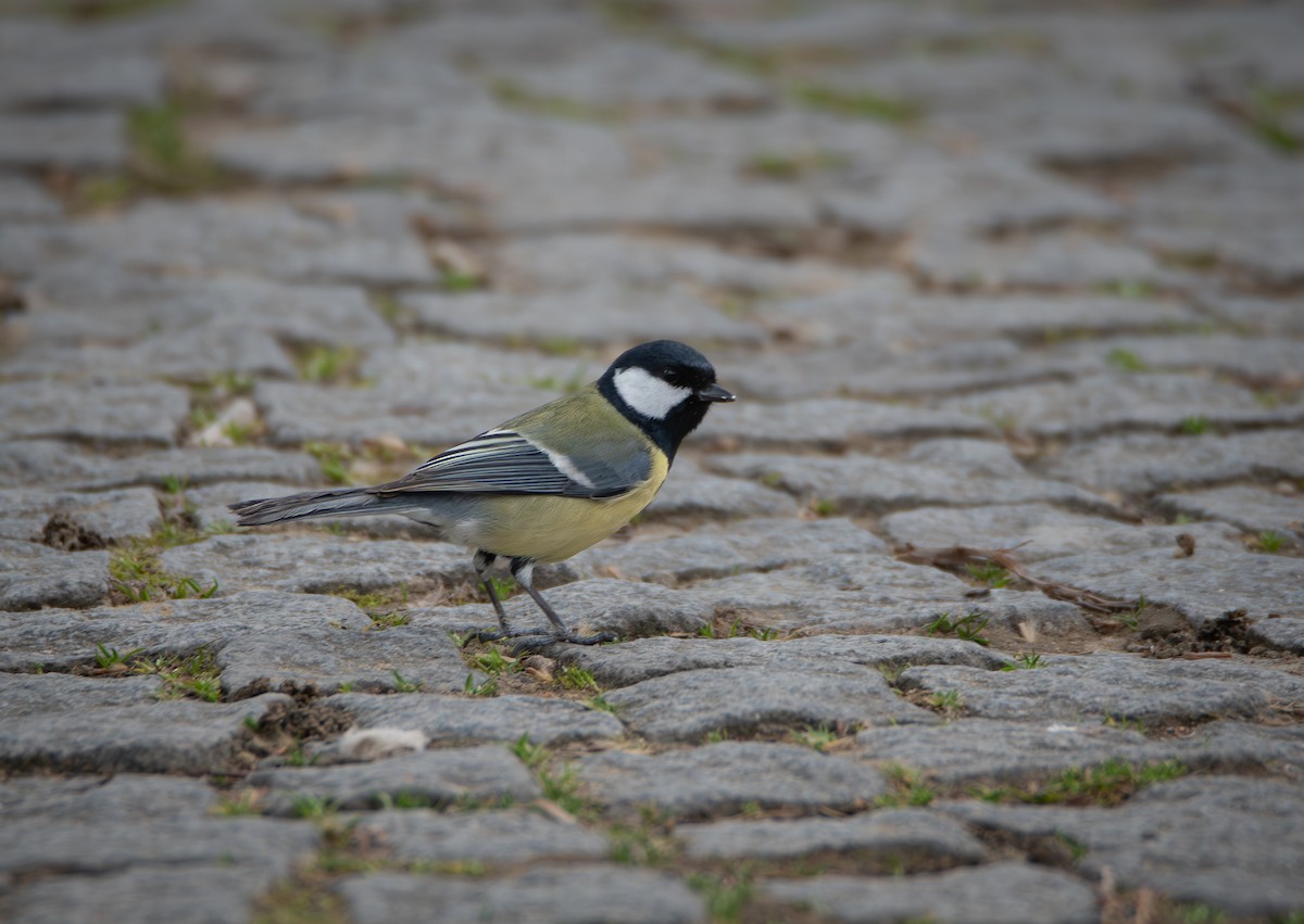 Great Tit - ML641361565