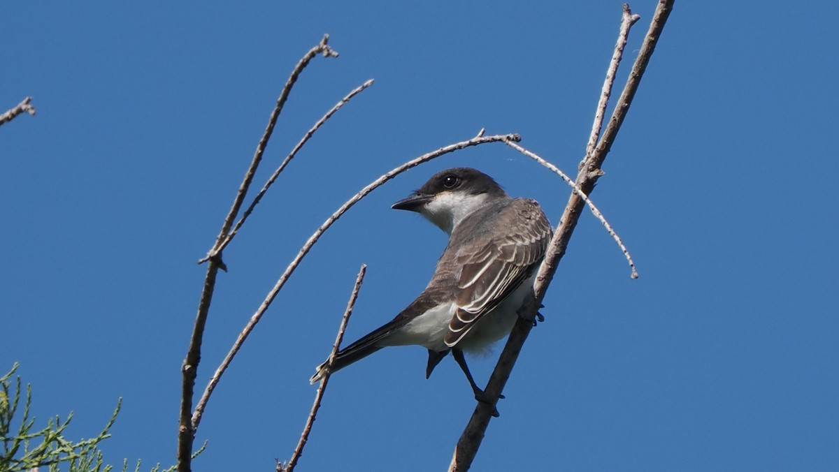 Eastern Kingbird - ML641361567