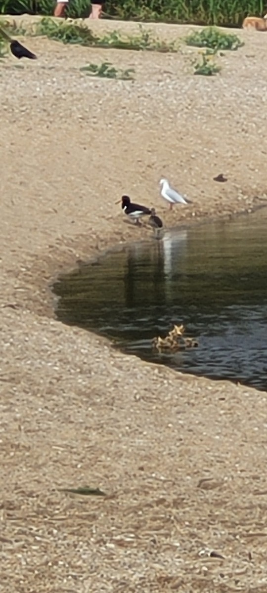 Eurasian Oystercatcher - ML641361568