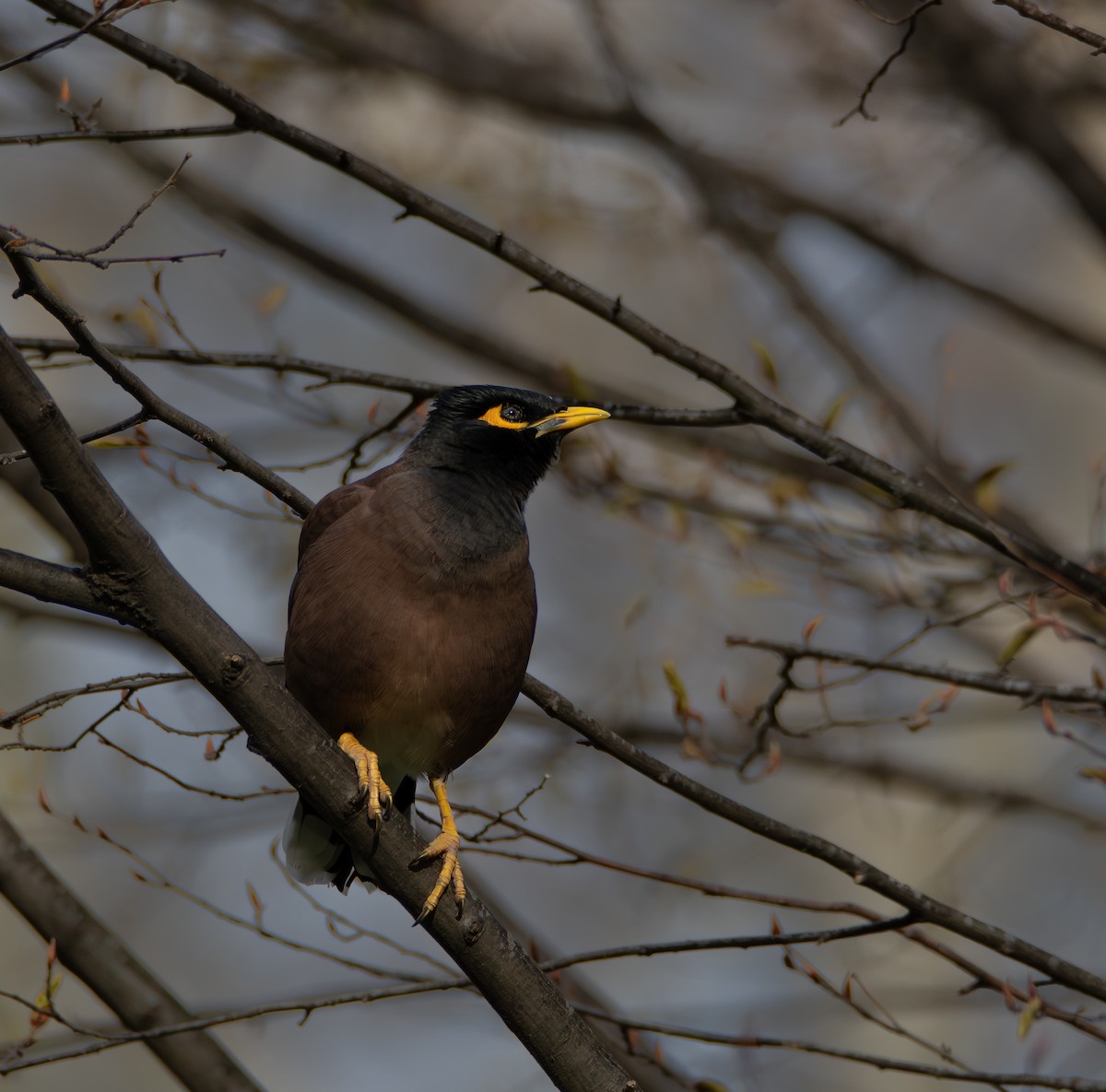 Common Myna - ML641361571