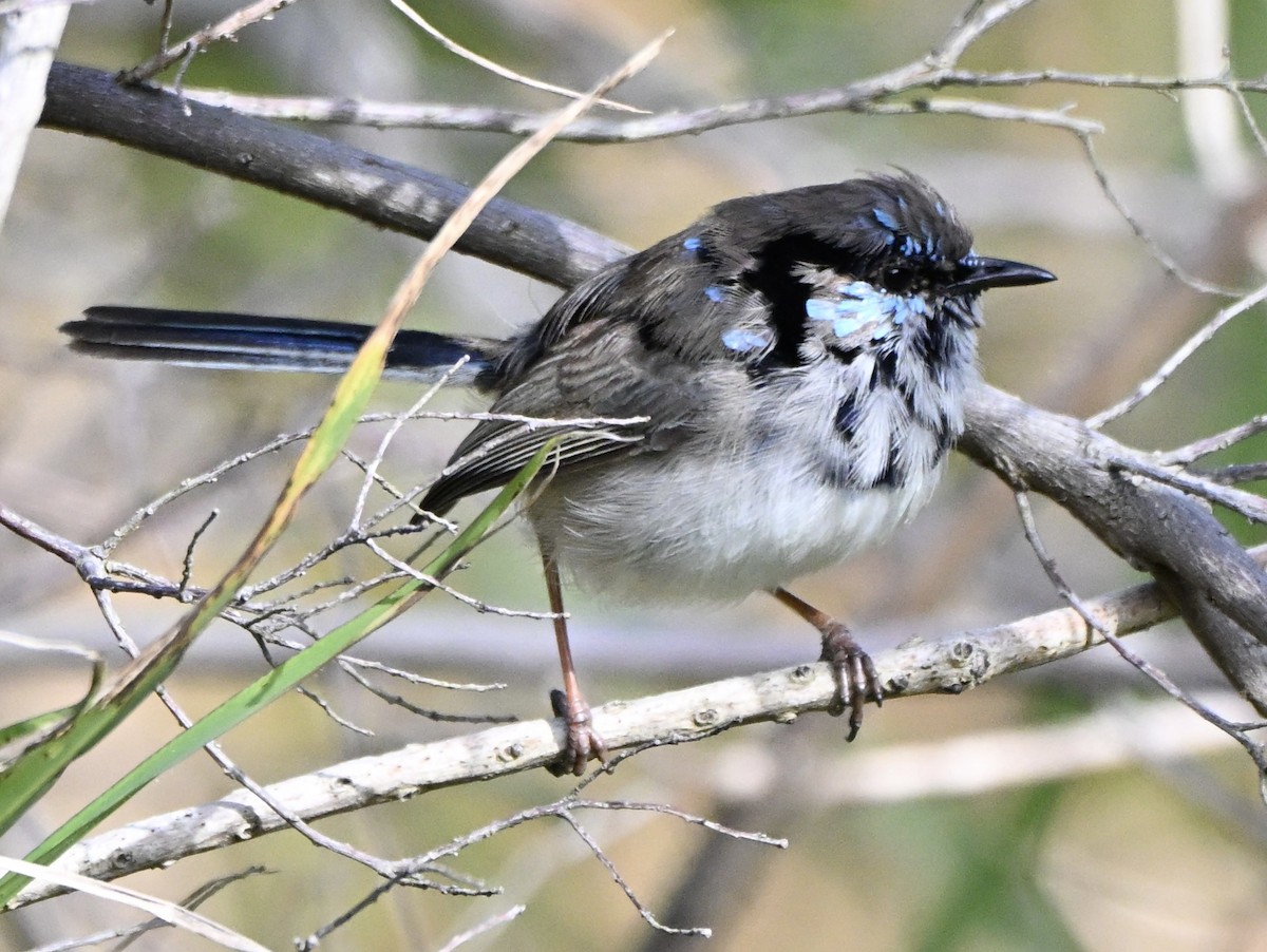Superb Fairywren - ML641361573