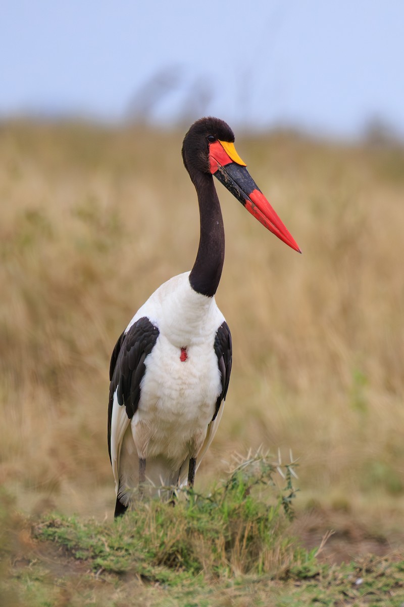Saddle-billed Stork - ML641361575