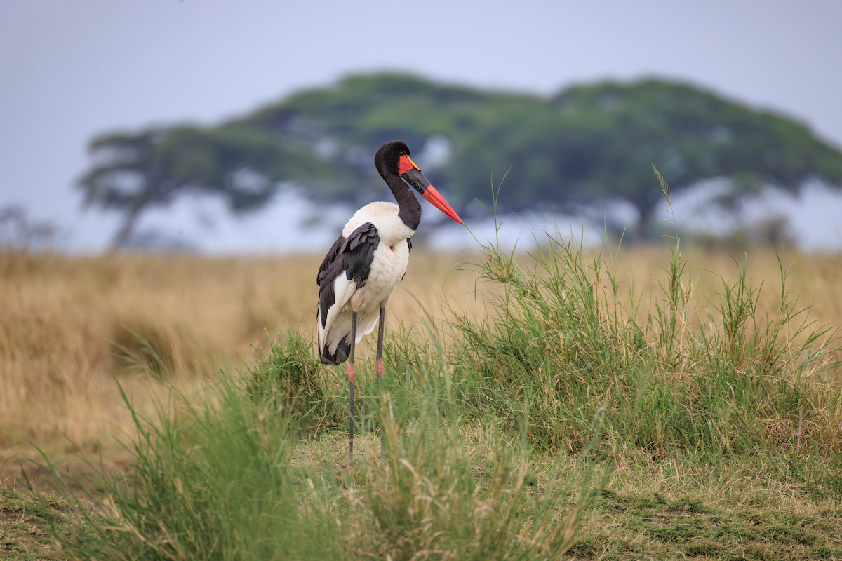 Saddle-billed Stork - ML641361576