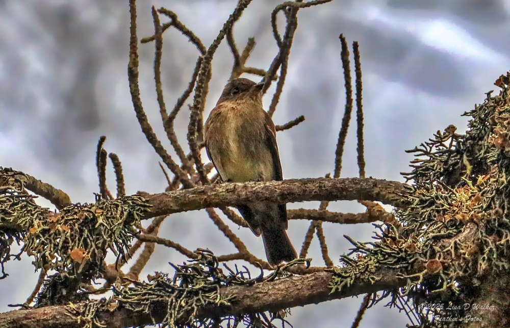 Western Wood-Pewee - ML641361621