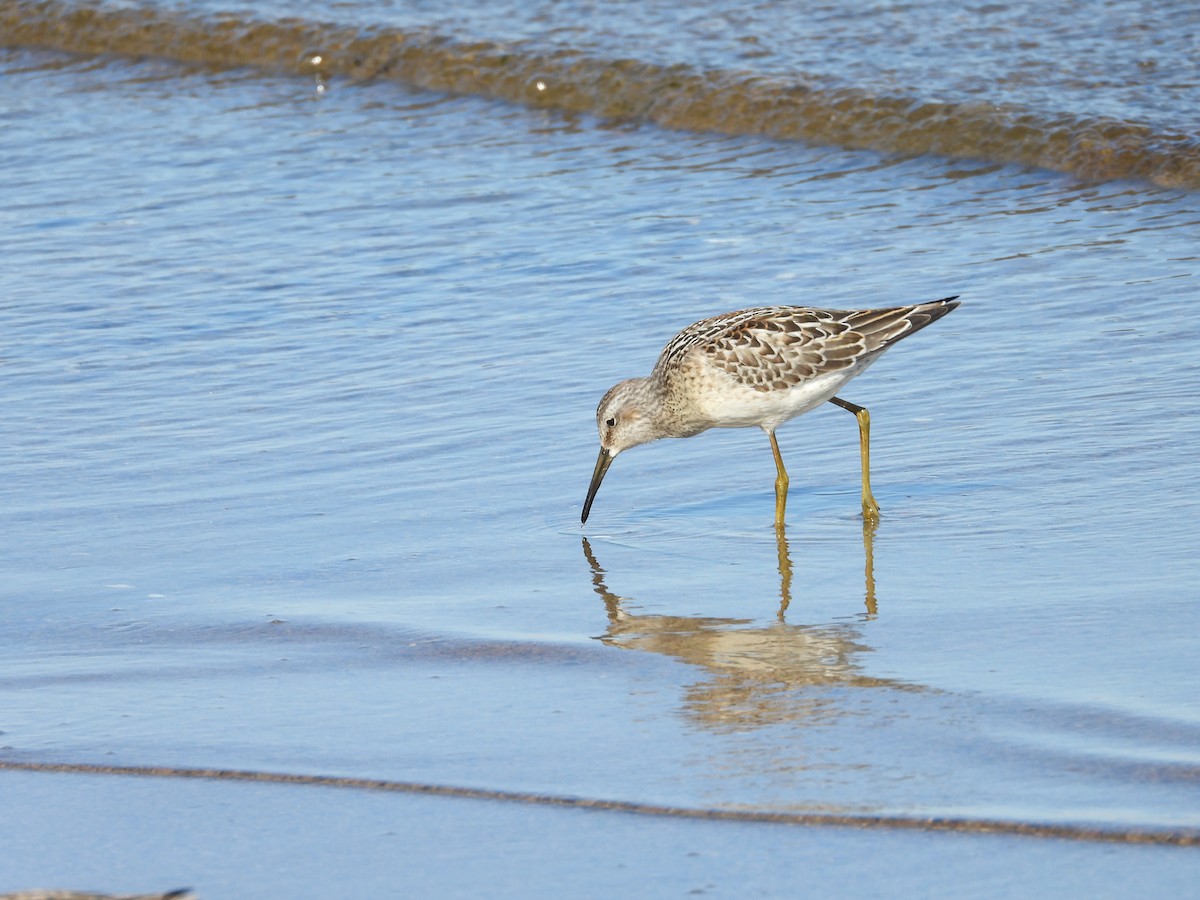 Stilt Sandpiper - ML641361630