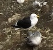 Kelp Gull - ML641361777