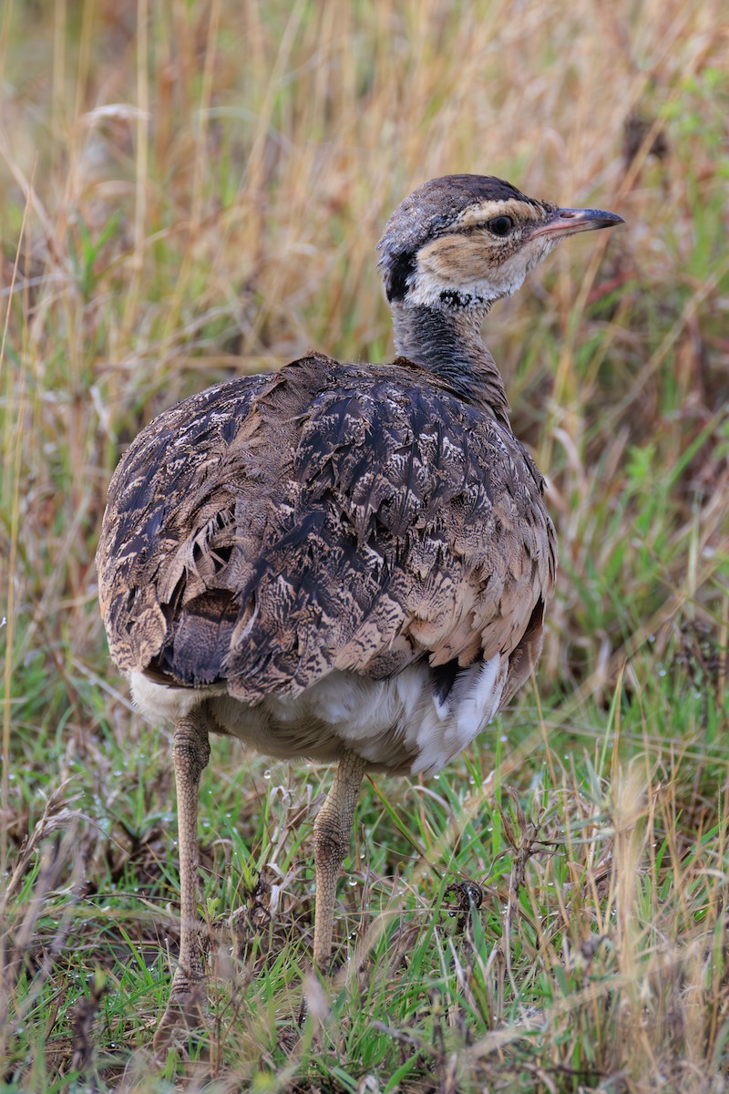 White-bellied Bustard (White-bellied) - ML641361785