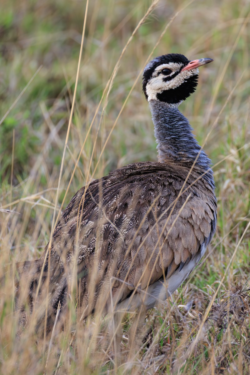 White-bellied Bustard (White-bellied) - ML641361786