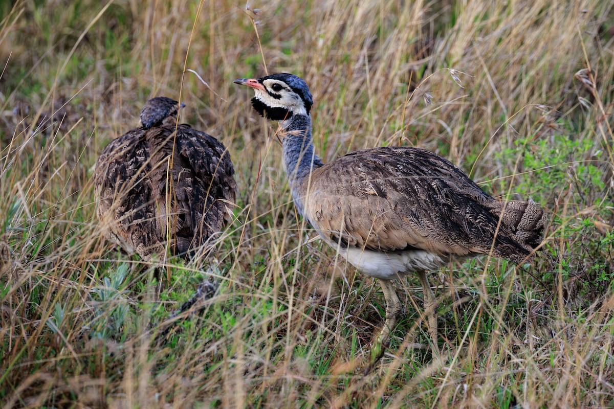 White-bellied Bustard (White-bellied) - ML641361788