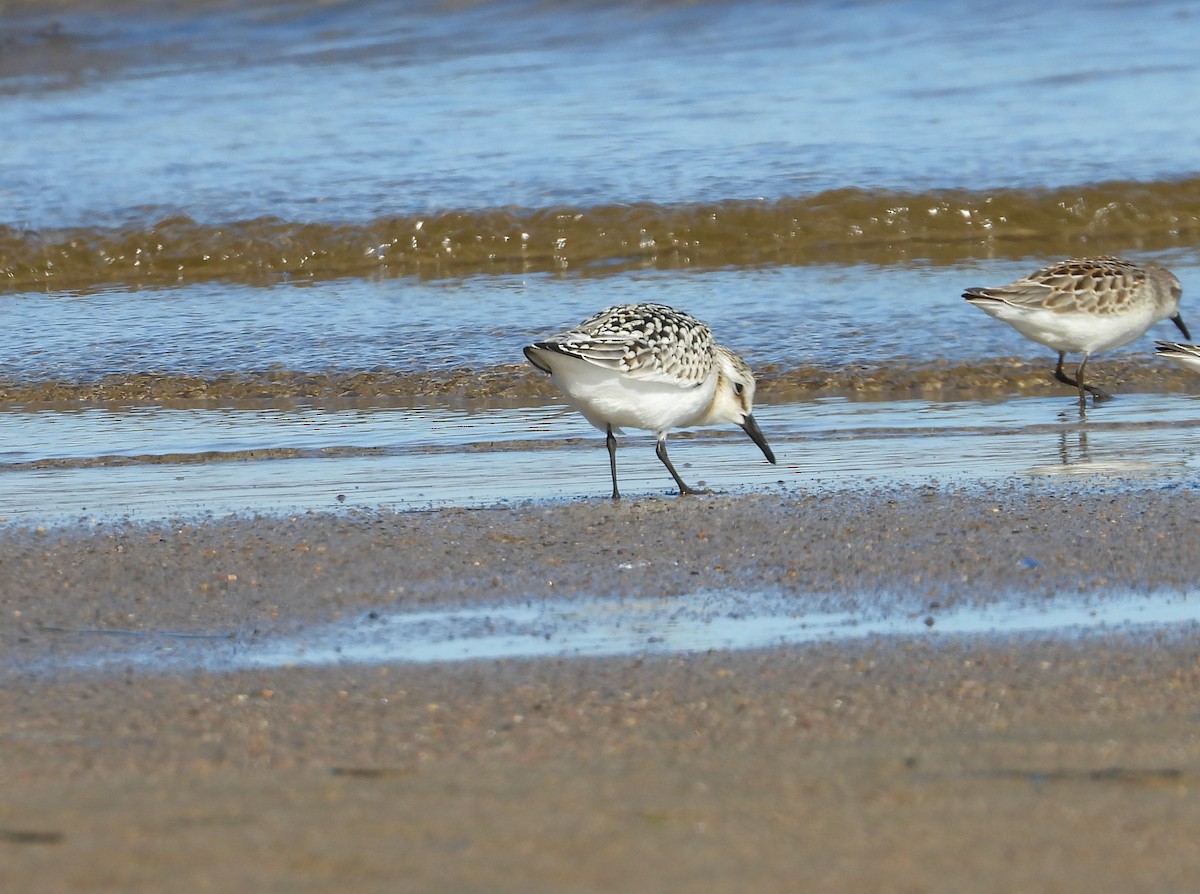Sanderling - ML641361812