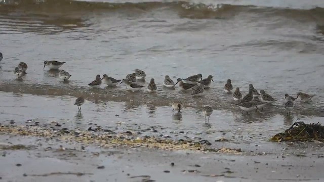 Semipalmated Sandpiper - ML641361844