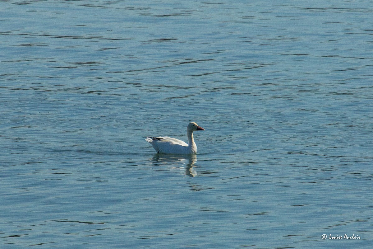 Snow Goose - ML641361886