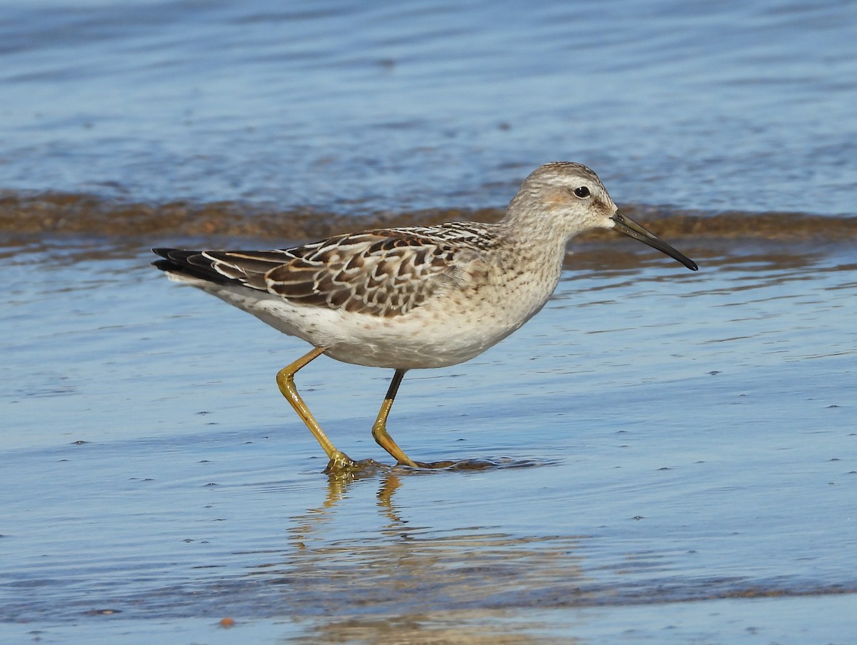 Stilt Sandpiper - ML641361890