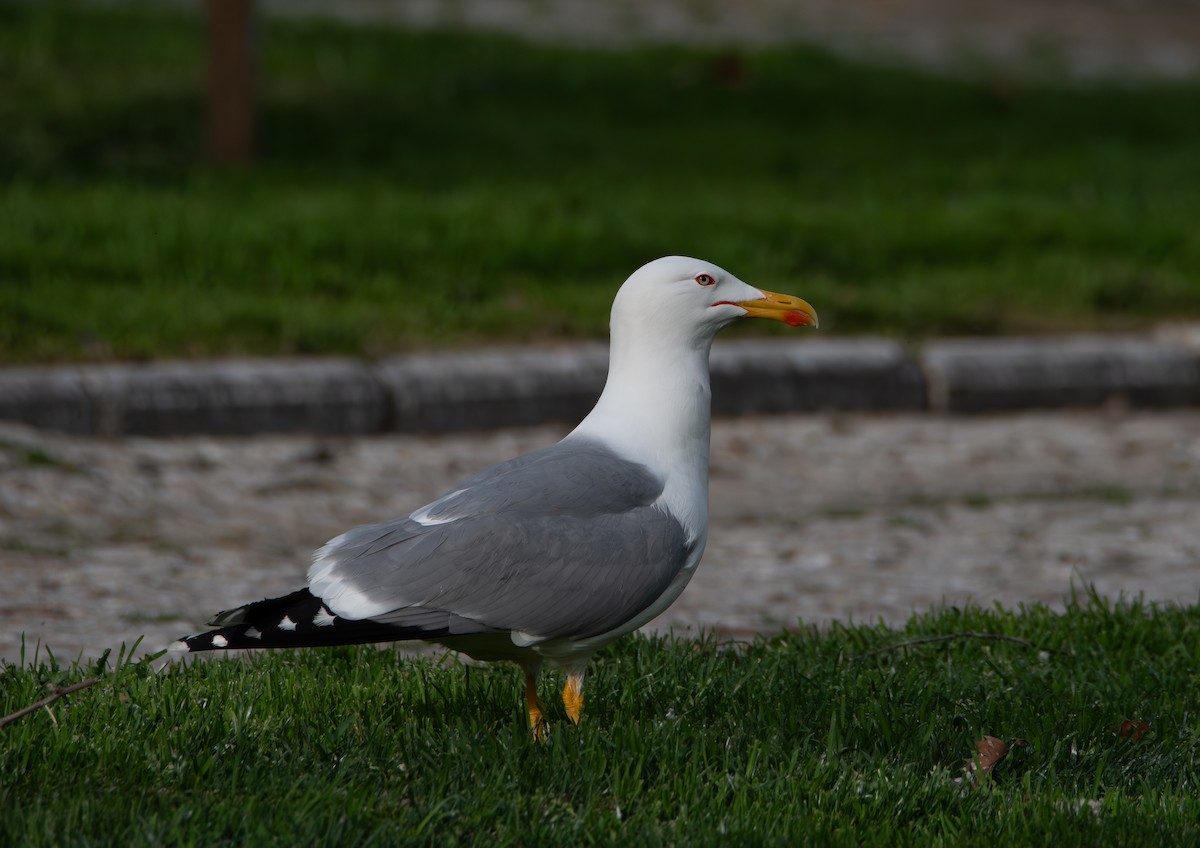 Yellow-legged Gull - ML641361895