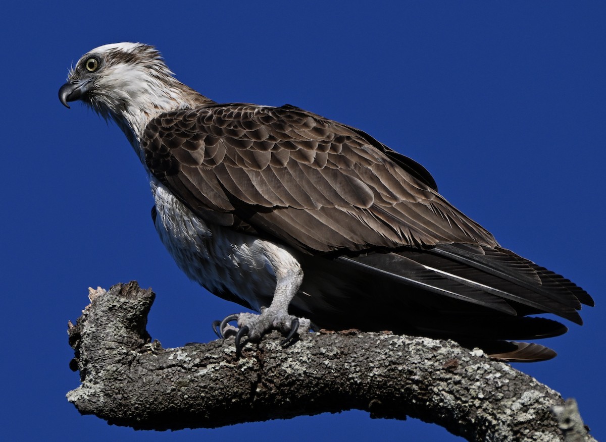 Osprey - ML641361898