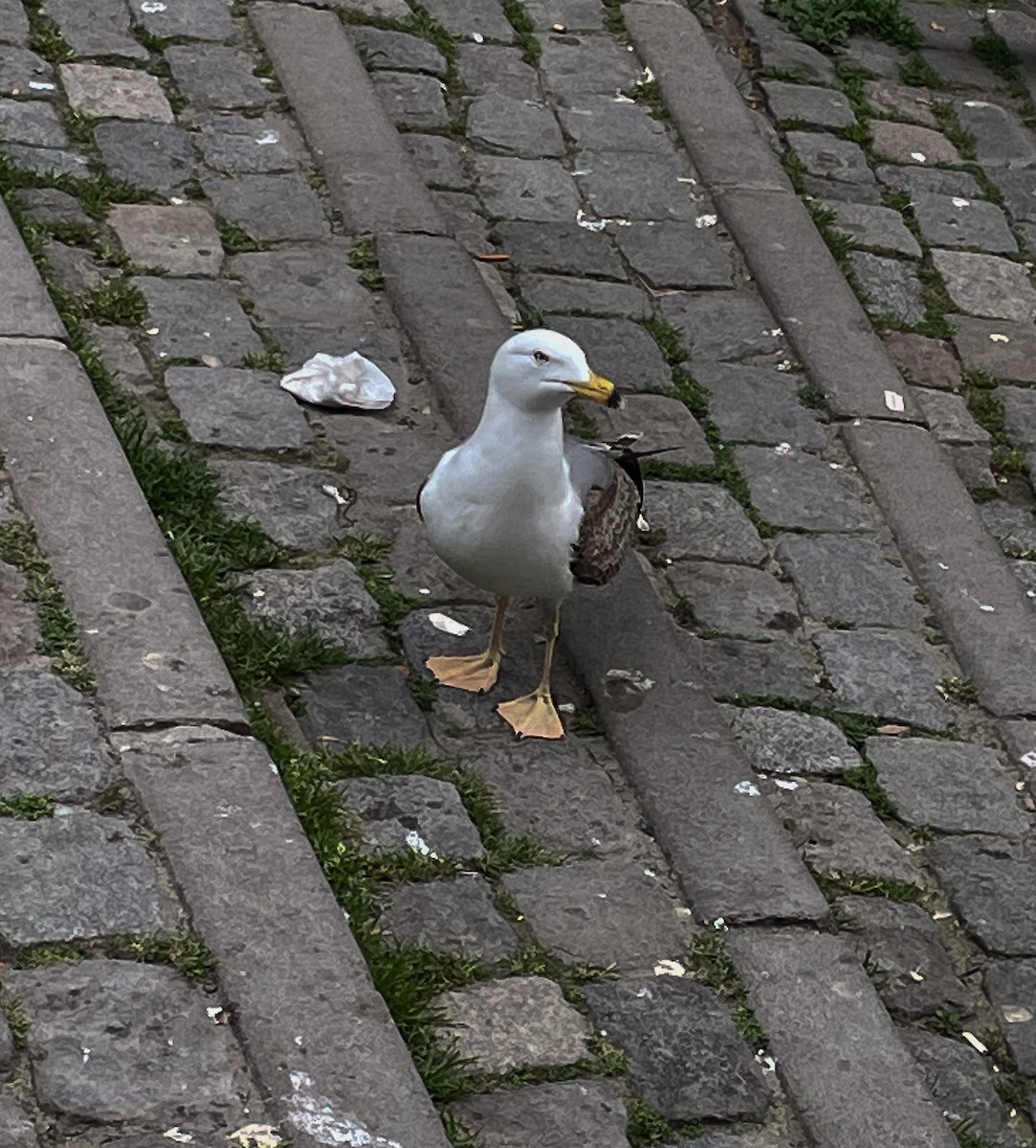 Yellow-legged Gull - ML641361899