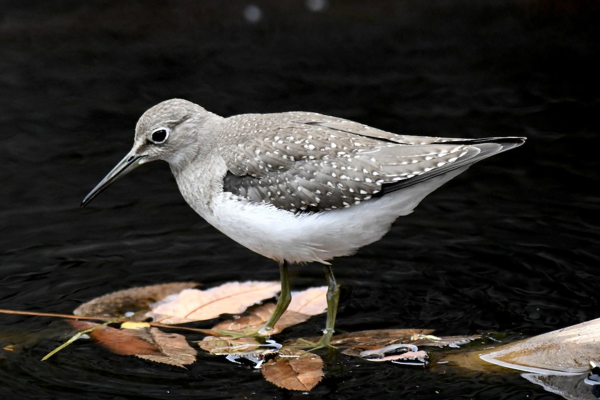 Solitary Sandpiper - ML641361900