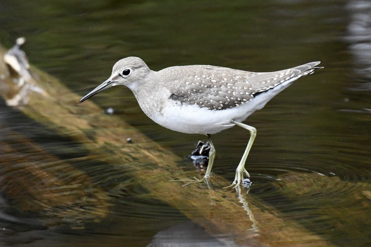 Solitary Sandpiper - ML641361904