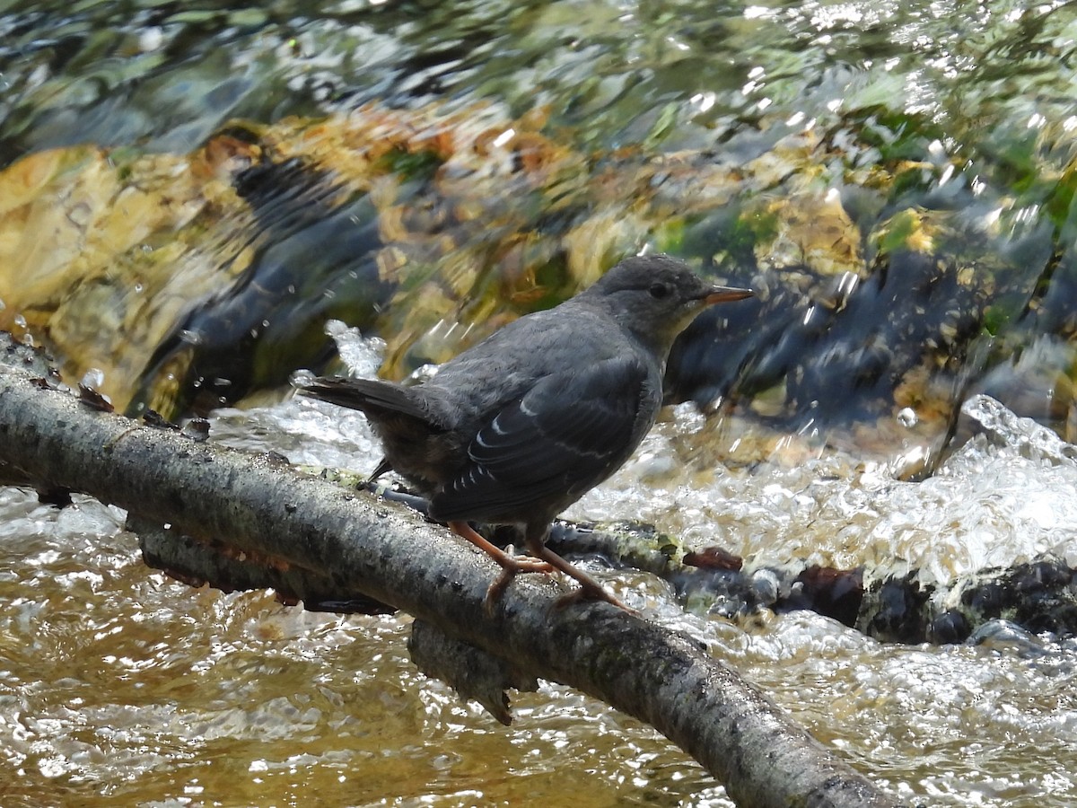 American Dipper - ML641361905