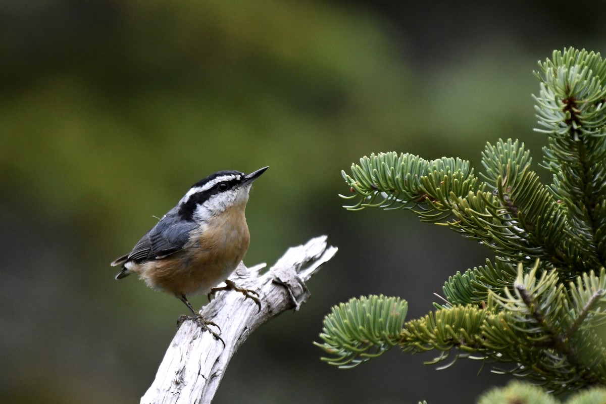 Red-breasted Nuthatch - ML641361906