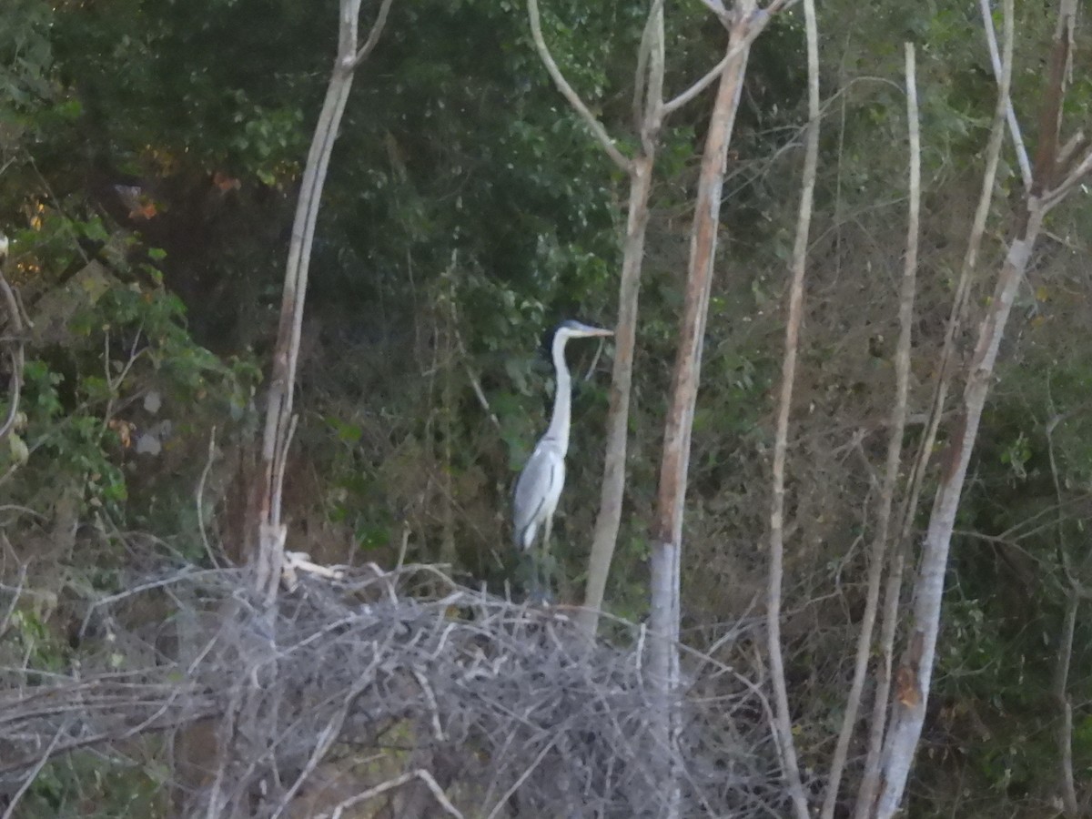 Cocoi Heron - ML641361908
