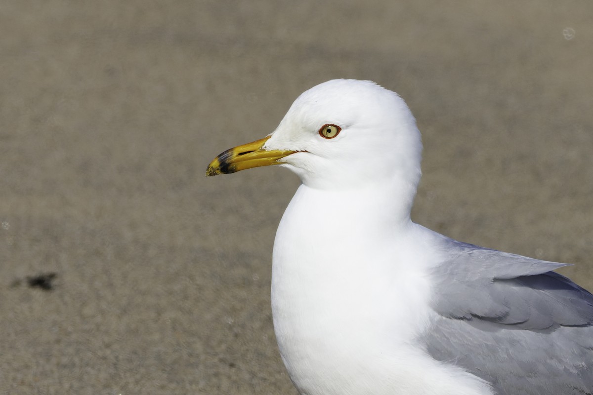 Ring-billed Gull - ML641361914