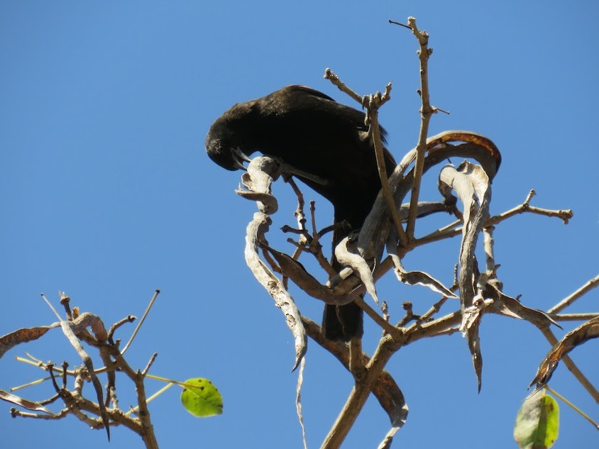 Variable Oriole - ML641361919
