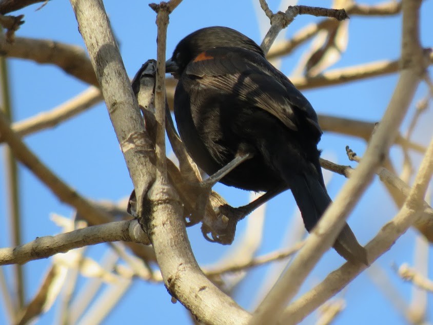 Variable Oriole - ML641361920