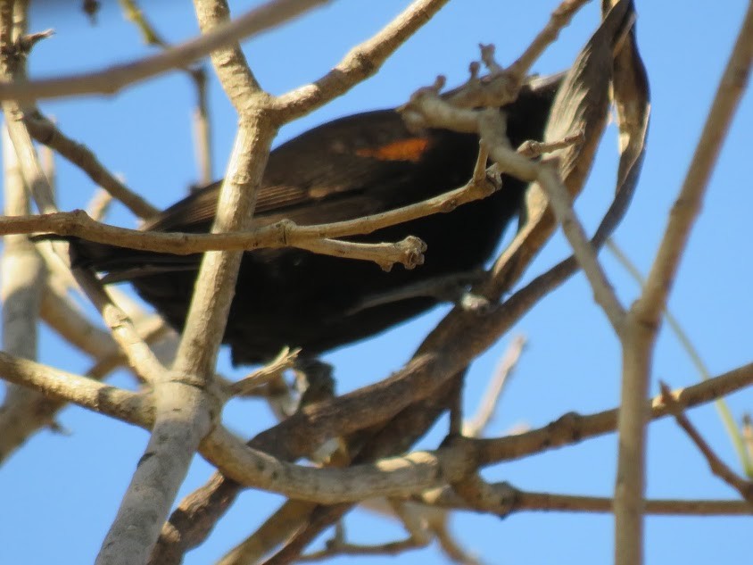 Variable Oriole - ML641361921