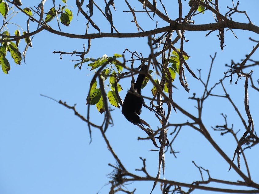 Variable Oriole - ML641361922