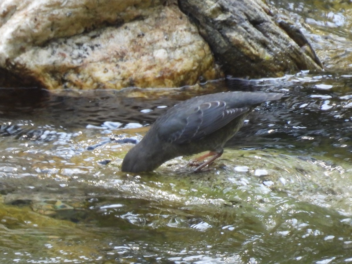 American Dipper - ML641361923