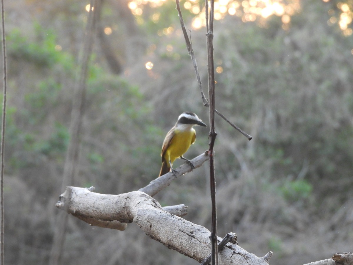 Great Kiskadee - ML641361926