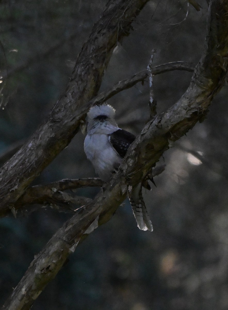 Laughing Kookaburra - ML641361927