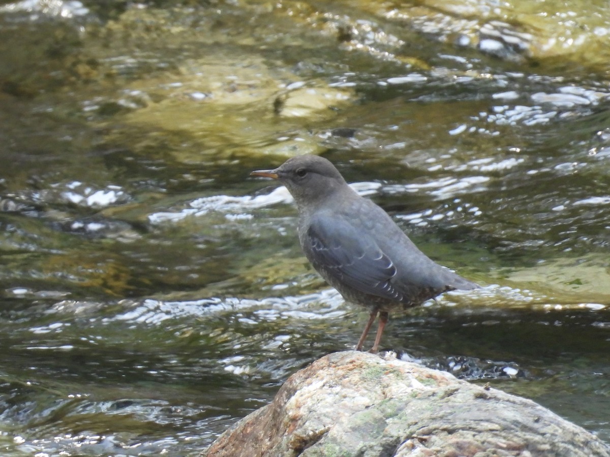 American Dipper - ML641361928