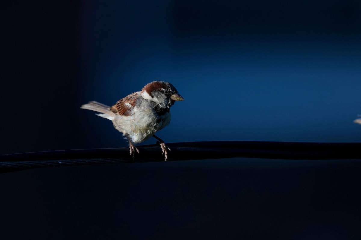 House Sparrow - ML641361929