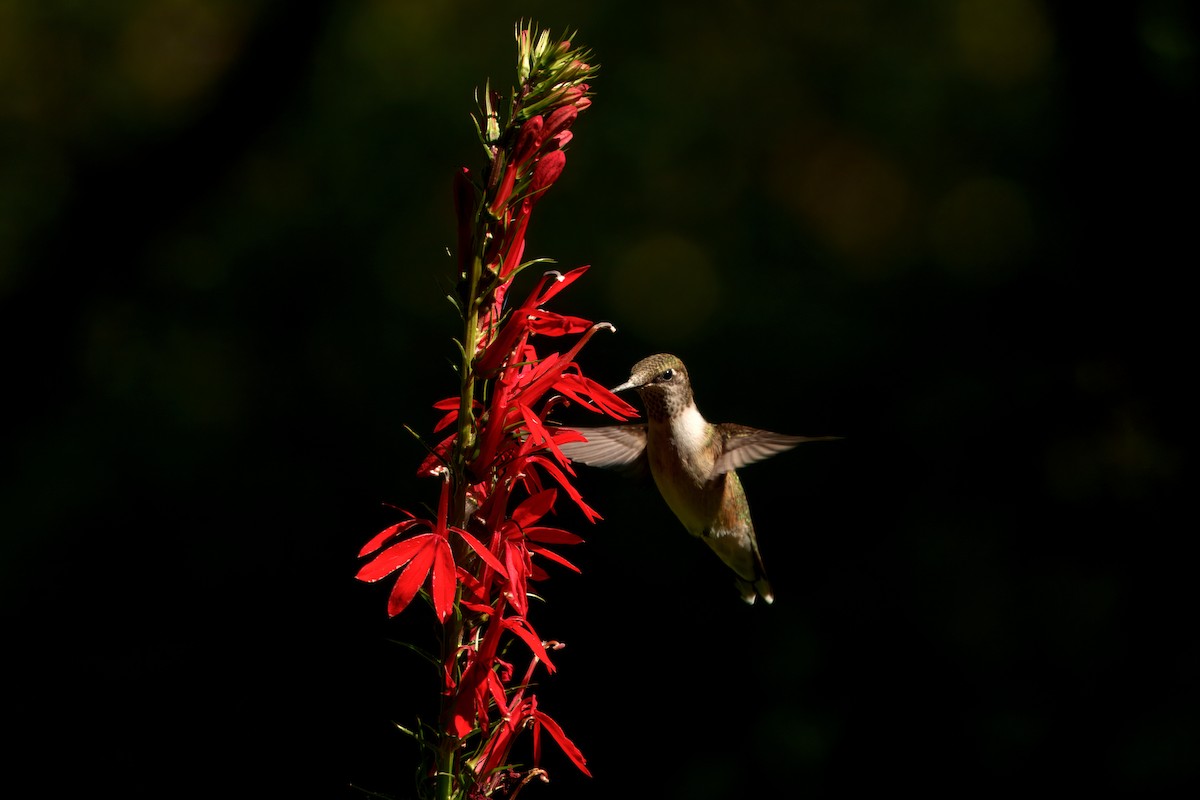 Ruby-throated Hummingbird - ML641361931