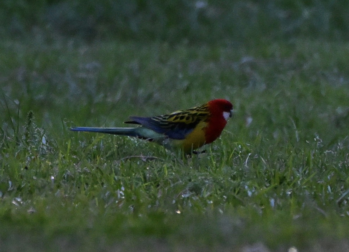 ナナクサインコ - ML641361940
