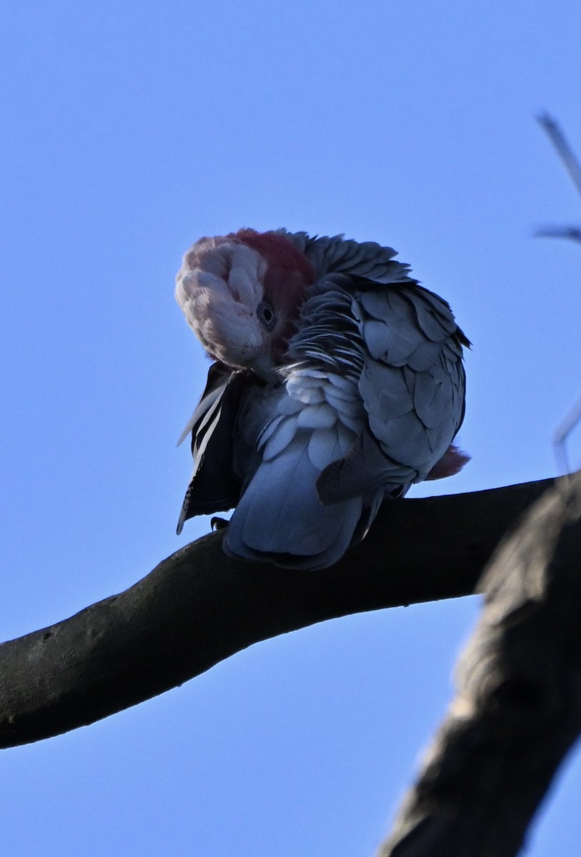 Galah - ML641361950