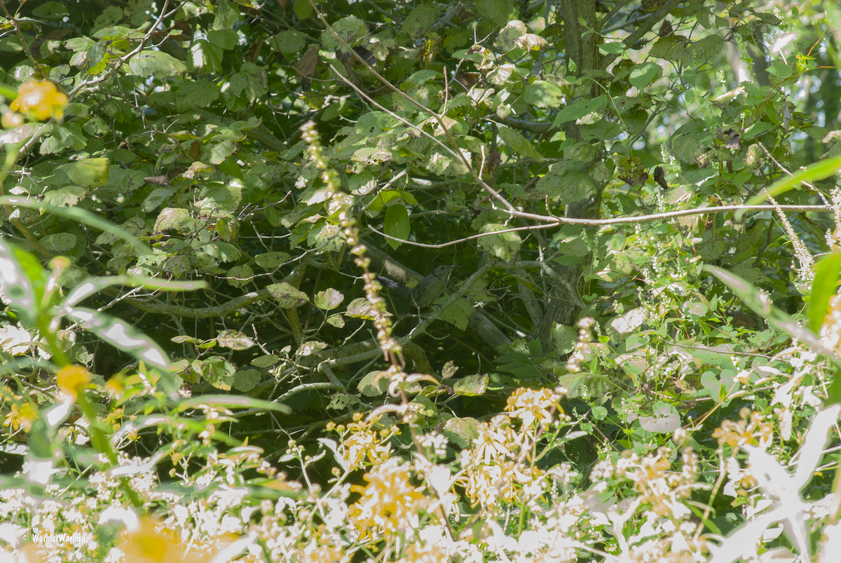 kattespottefugl - ML641361951