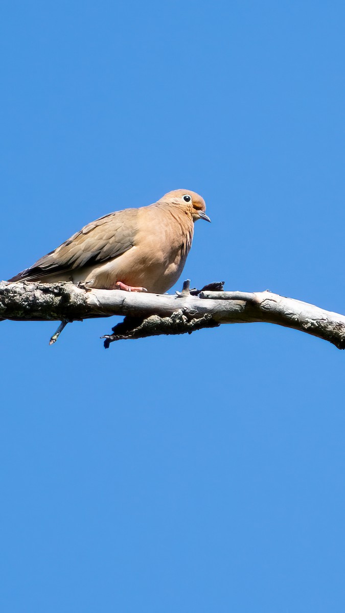 Mourning Dove - ML641361960
