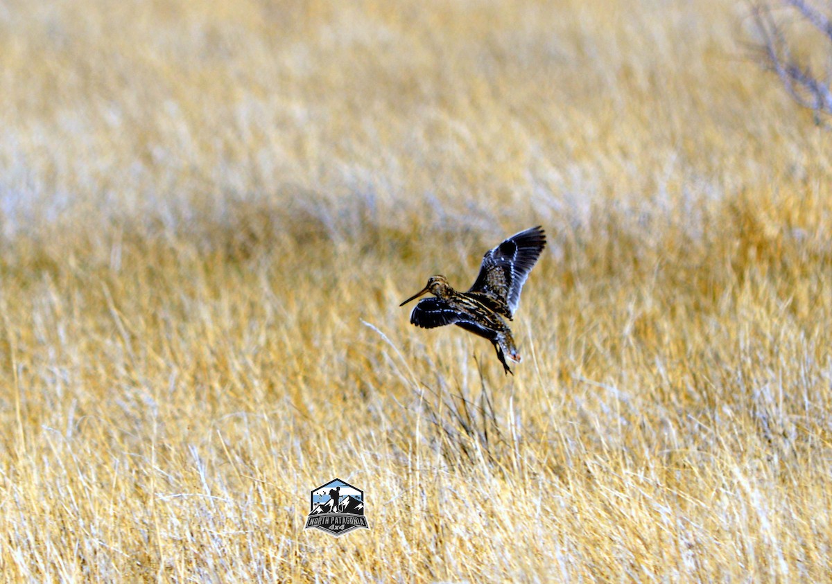 Magellanic Snipe - ML641361977