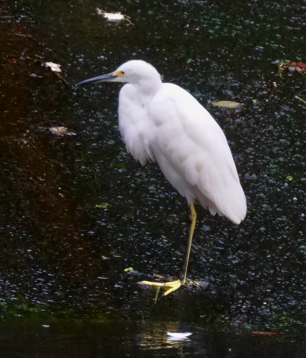 Snowy Egret - ML641362058