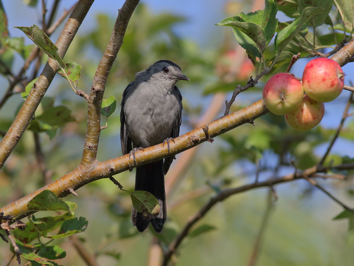 kattespottefugl - ML641362200