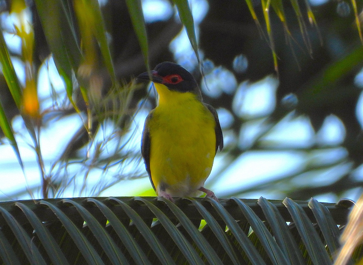 Australasian Figbird - ML641362201