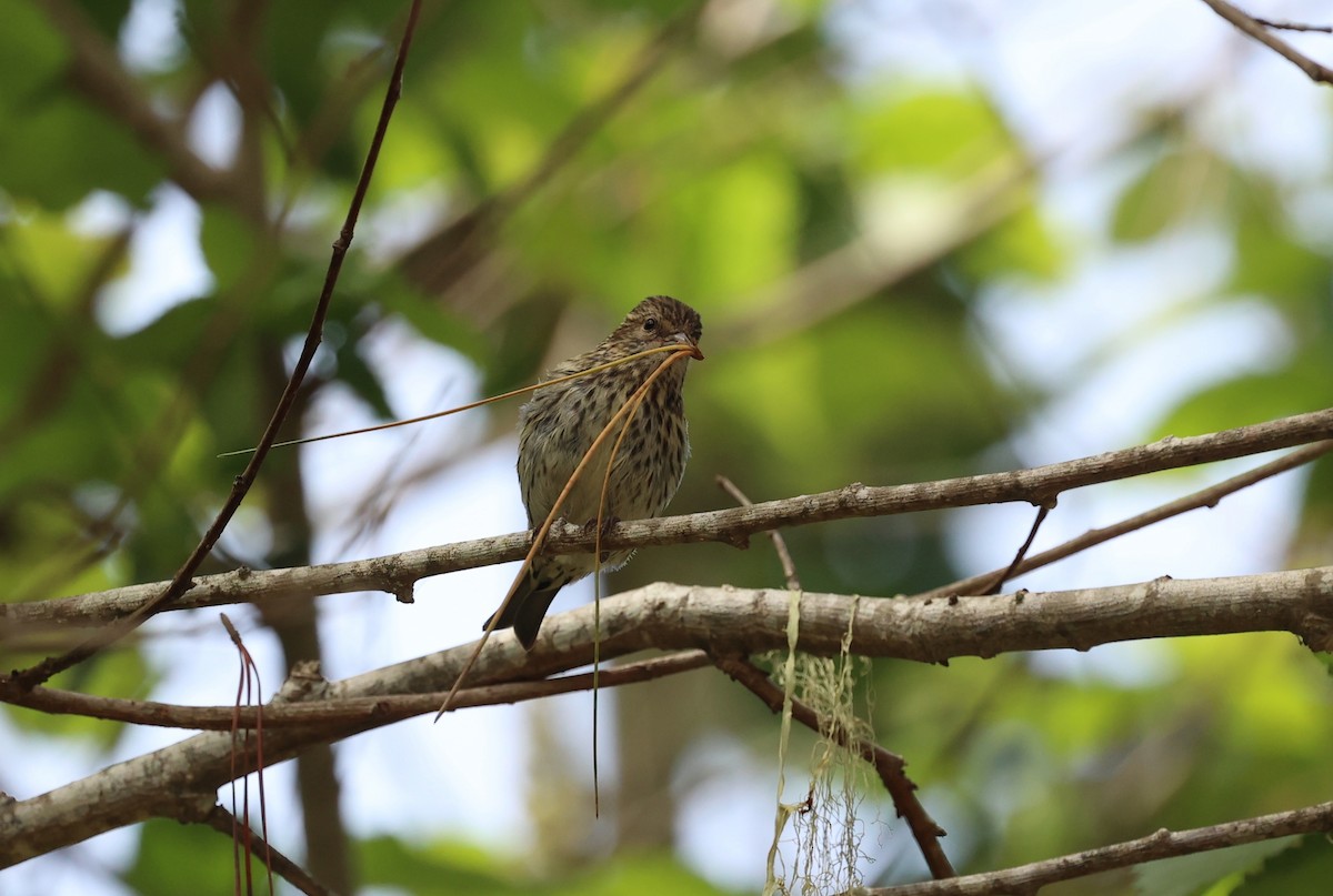 Pine Siskin - ML641362210