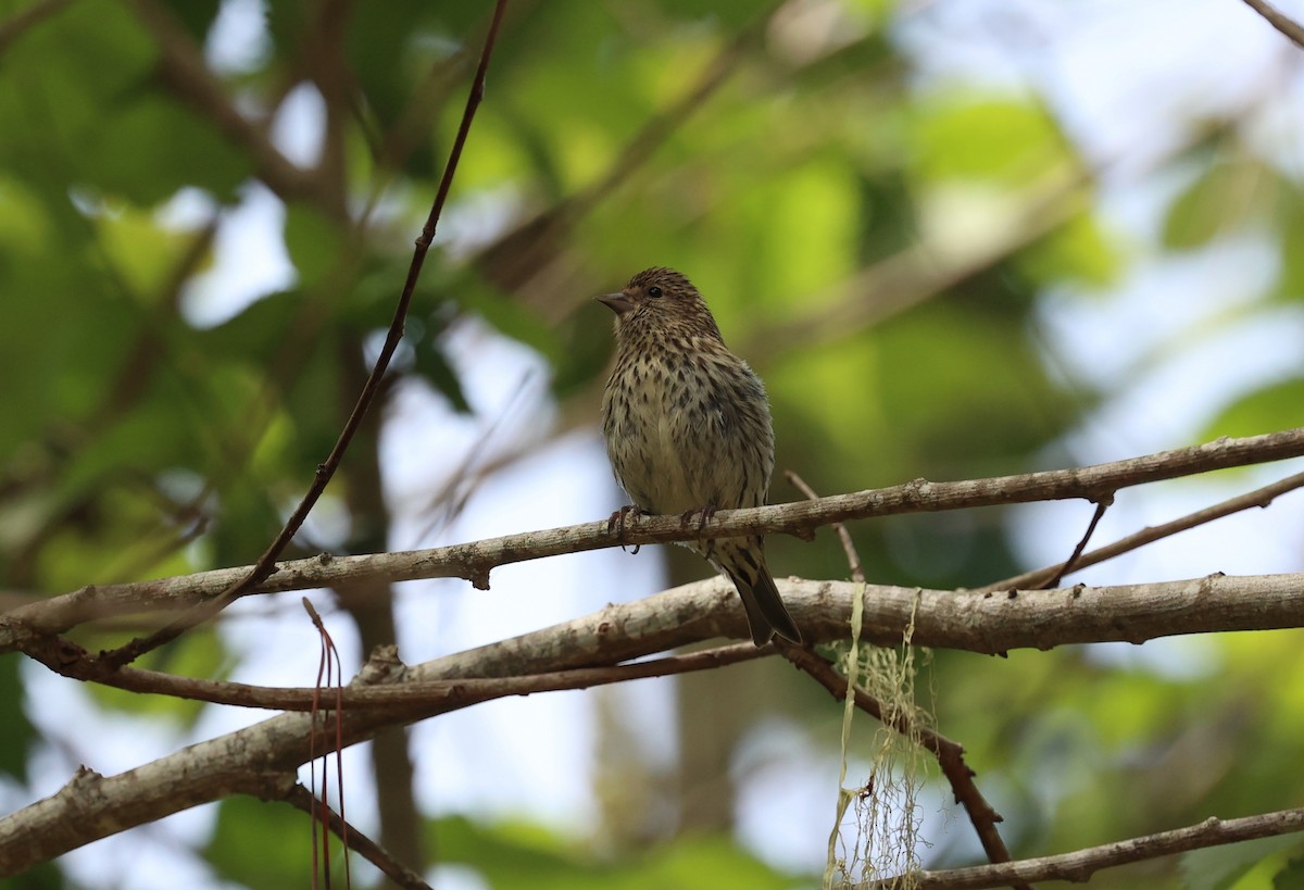 Pine Siskin - ML641362211