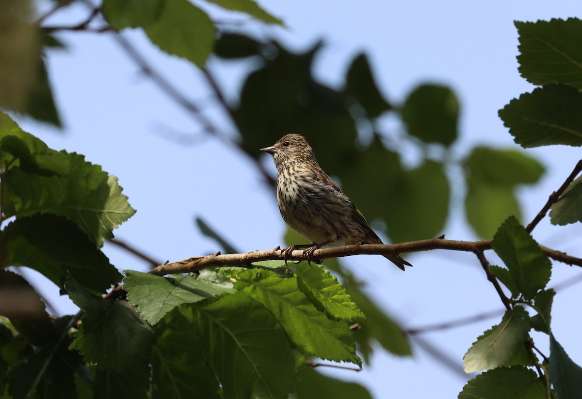 Pine Siskin - ML641362212