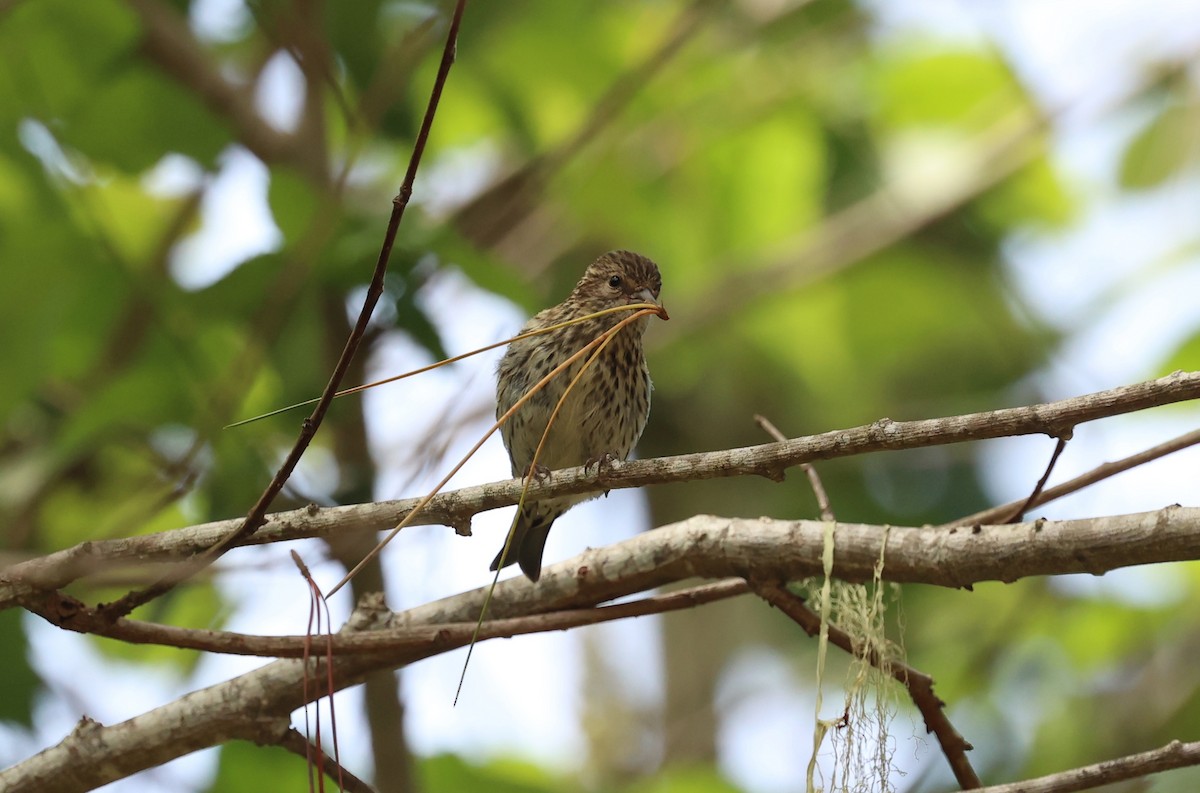 Pine Siskin - ML641362213