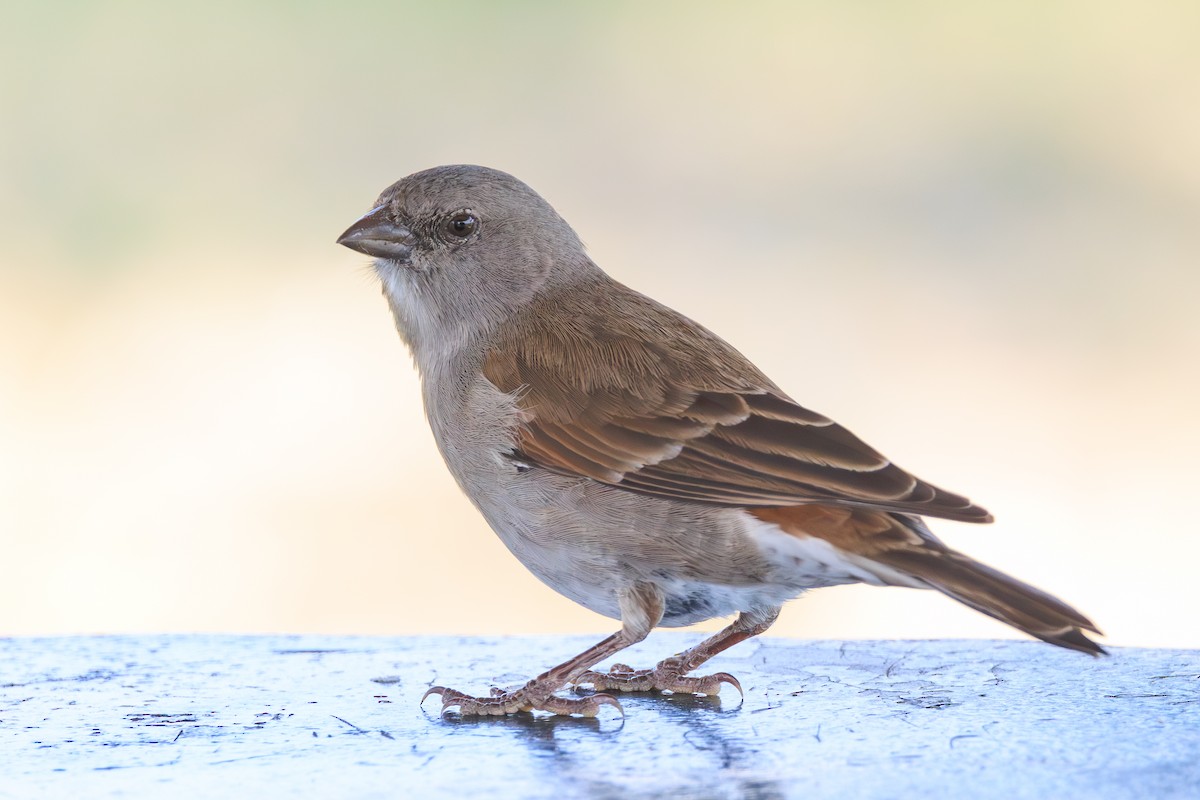 Swahili Sparrow - ML641362220
