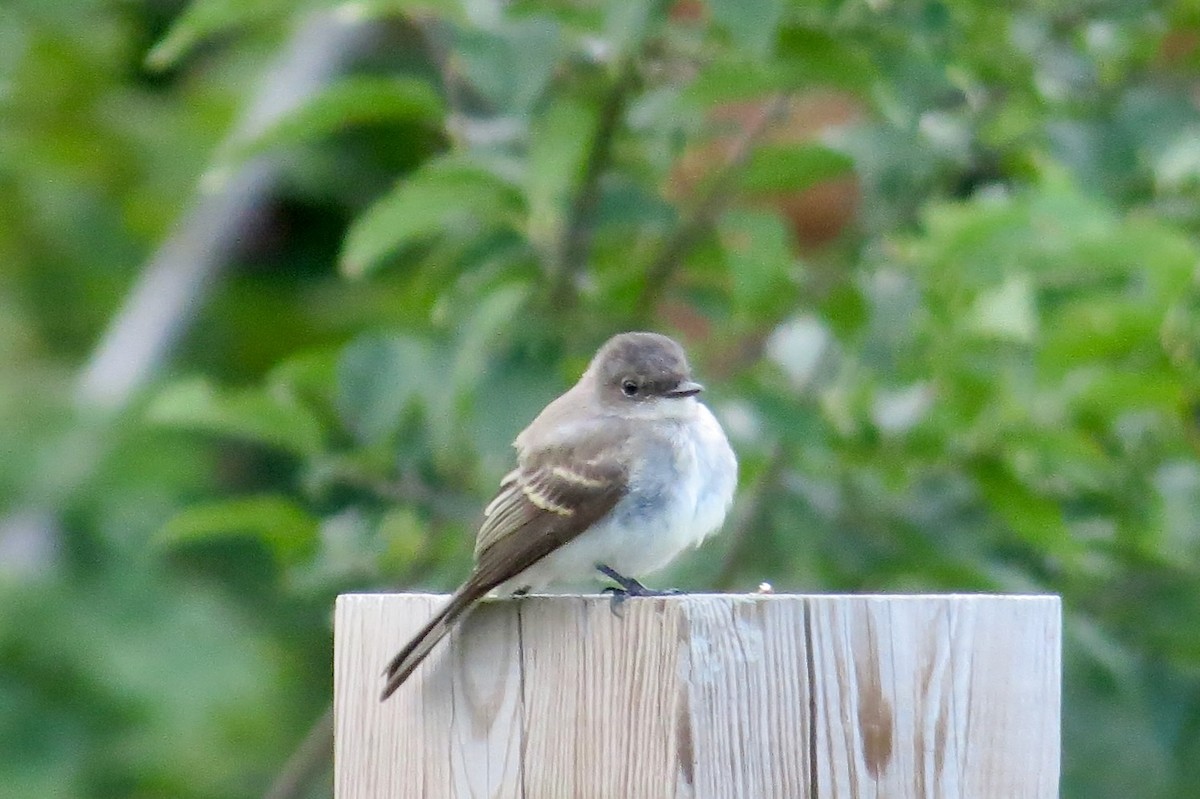 Eastern Phoebe - ML641362289